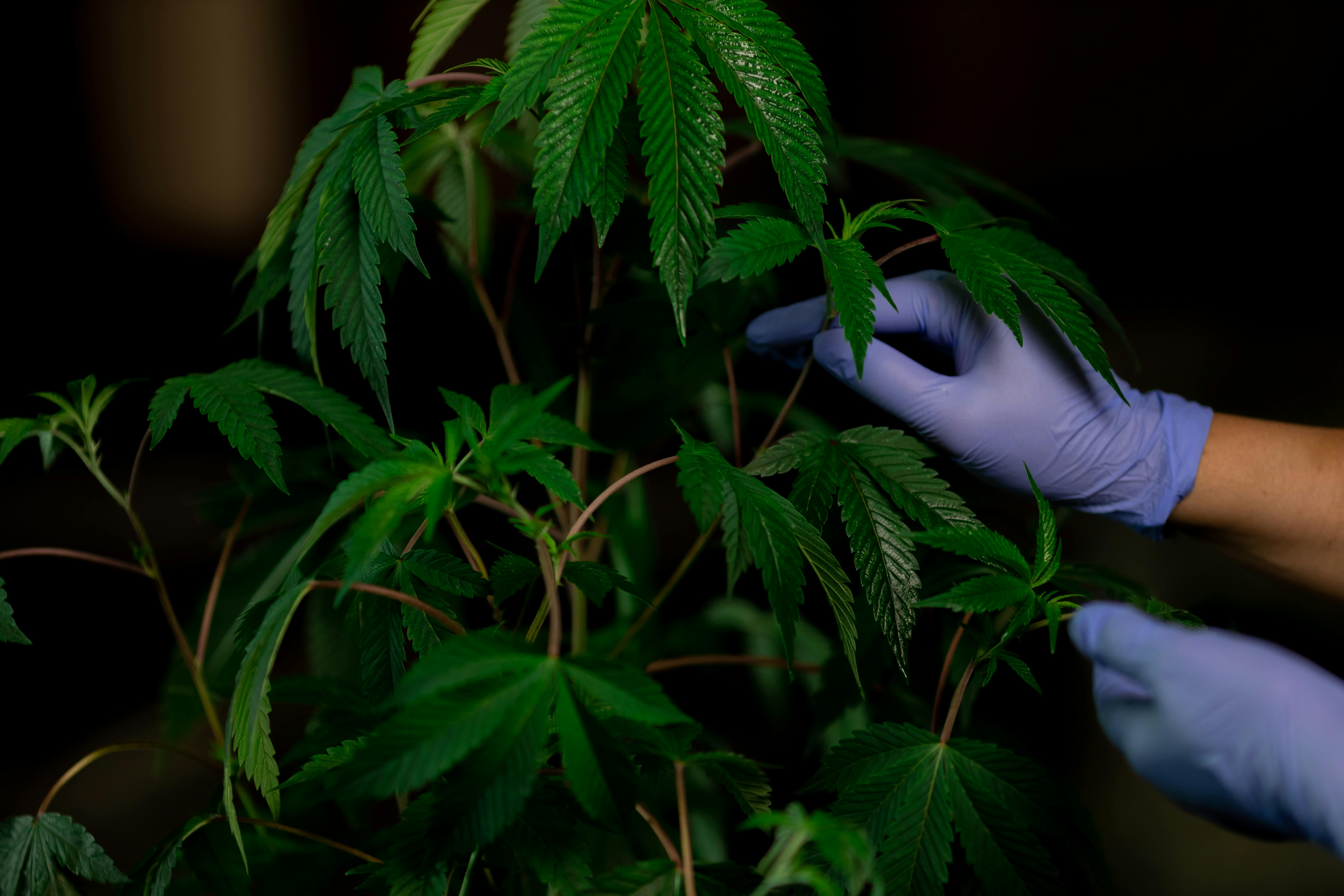 cannabis industry statistics cannabis industry statistics